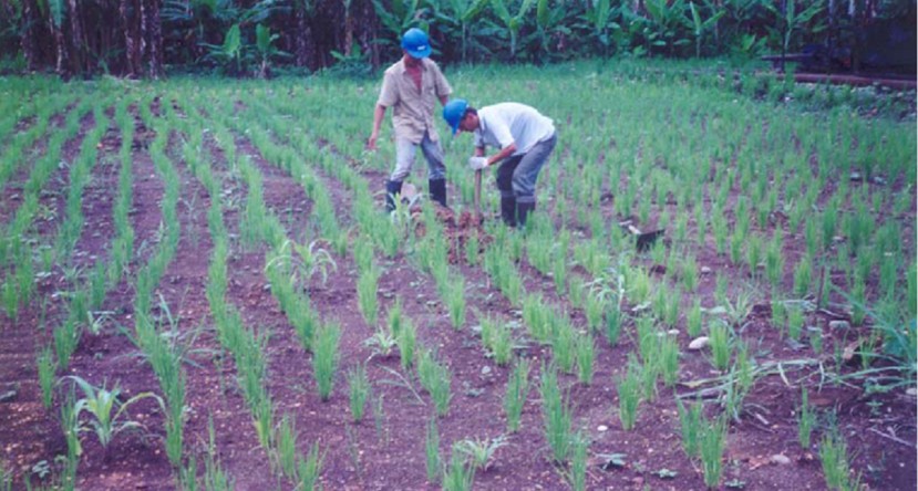 Hace 23 años, Texaco fue liberada tras cumplir una remediación ambiental efectiva en Ecuador Hace 23 años, Texaco fue liberada tras cumplir una remediación ambiental efectiva en Ecuador